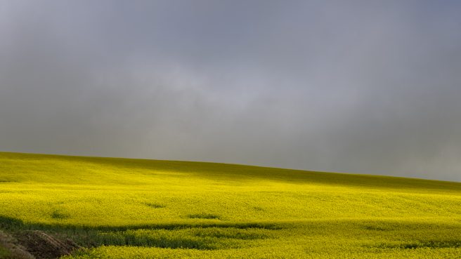 Yellowfields 2