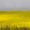 Yellowfields 4