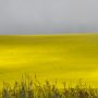 Yellowfields 4