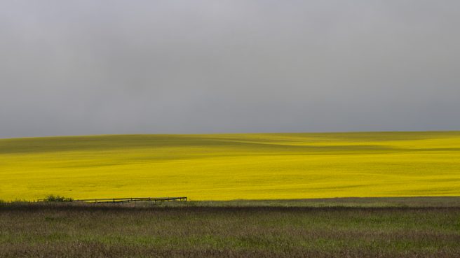 Yellowfields 5