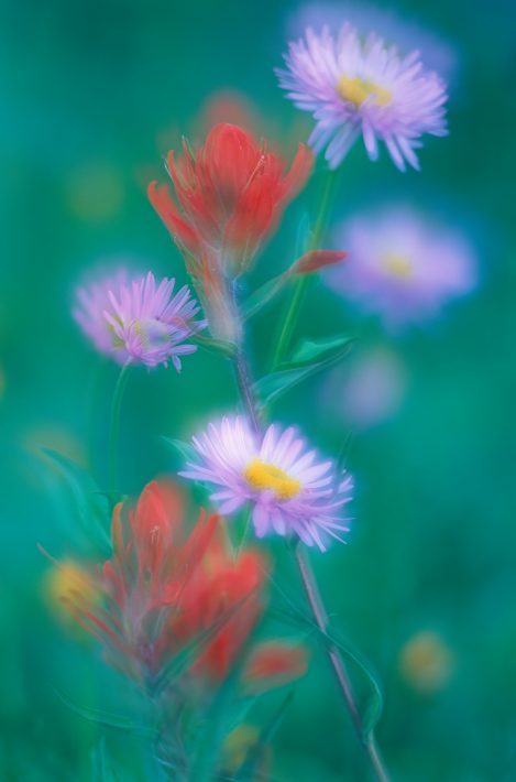 370 62 Painting With Wildflowers