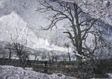 Ash Cider Gum Multiple Exp Bushfire Human Impact (1 Of 1)