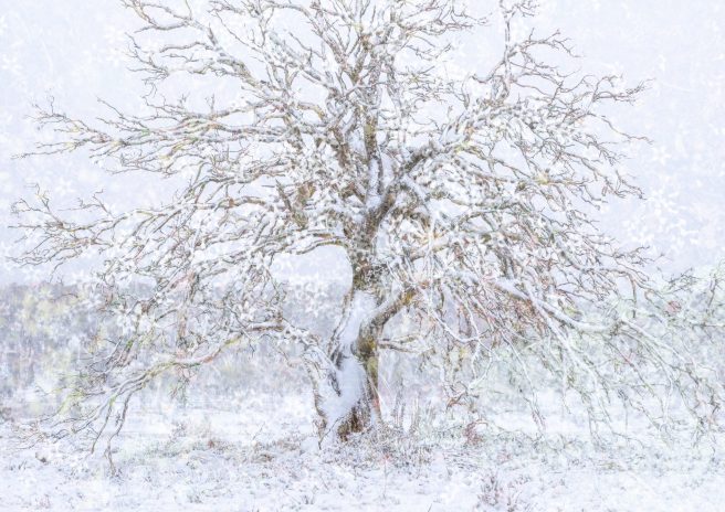 Cider Gum And Alpine Ground Cover Multiple Exposure Joy K (1 Of 1)