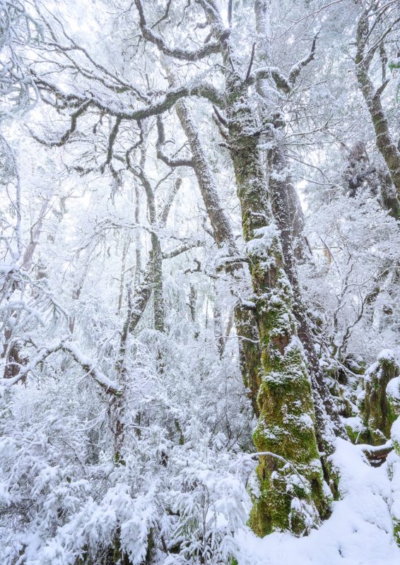 King Billy Alpine Region Question Joy Kachina (1 Of 1)