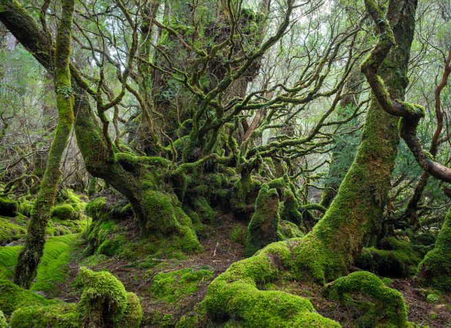 King Billy Pine Joy Kachina (1 Of 1)