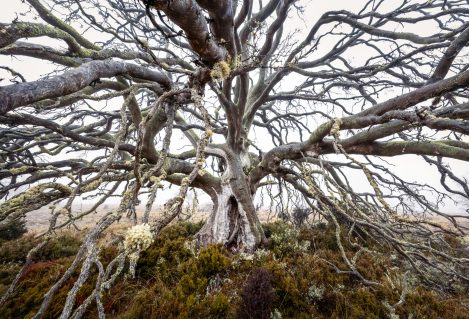 Miena Cider Gum Funerary Treejoy Kachina (1 Of 1)
