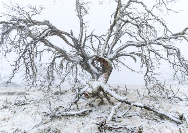 Miena Cider Gum Joy Kachina (1 Of 1)