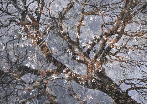 Multiple Exp Cider Gum Understory Joy Kachina (1 Of 1)