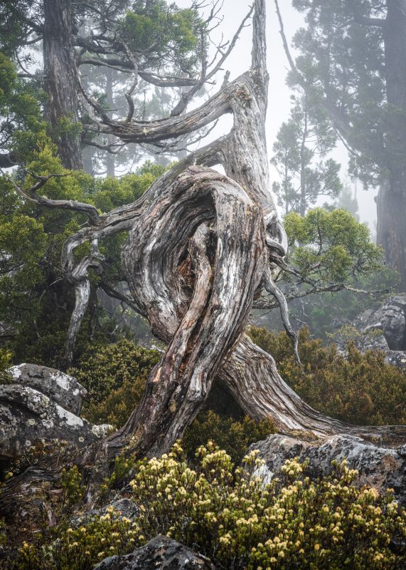 Pencil Pine Alpine Region Question Joy Kachina (1 Of 1)