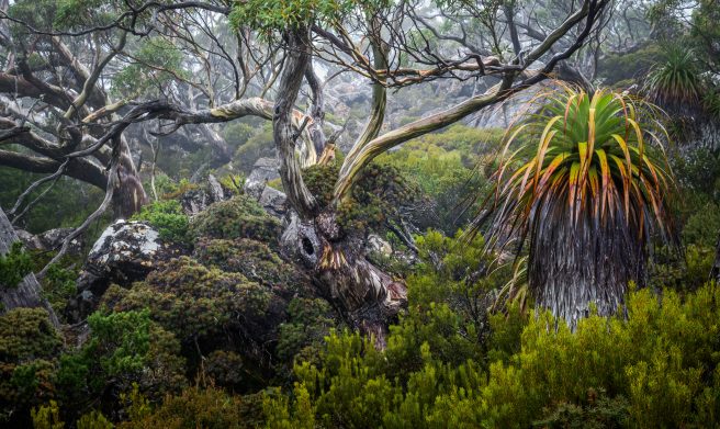 Snowgum For Alpine Region Question Joy Kachina (1 Of 1)