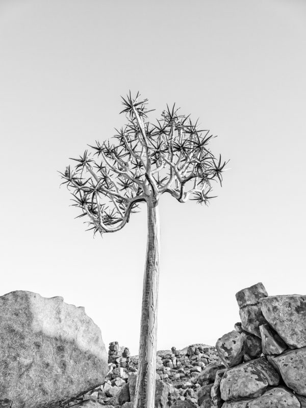 Choje Among The Giants