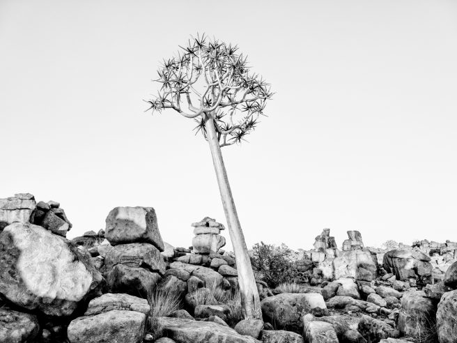 The Guardian Of Giants