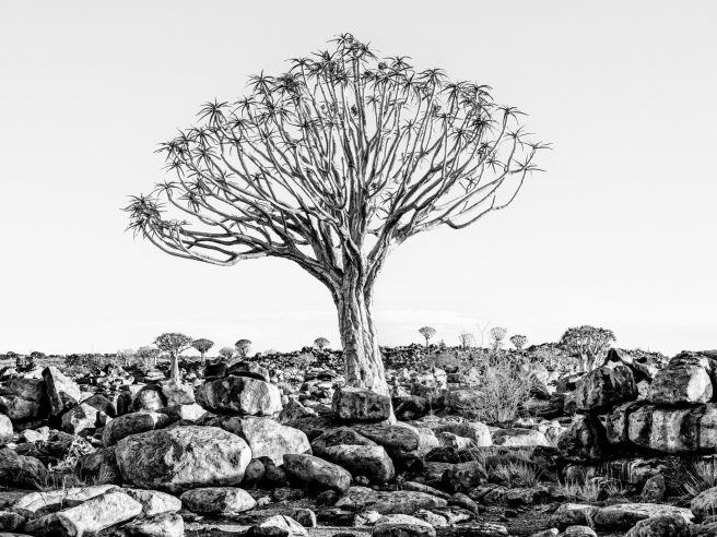 Whispers Under The Tree Of Life