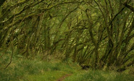 On L Bullachaun Wood 1