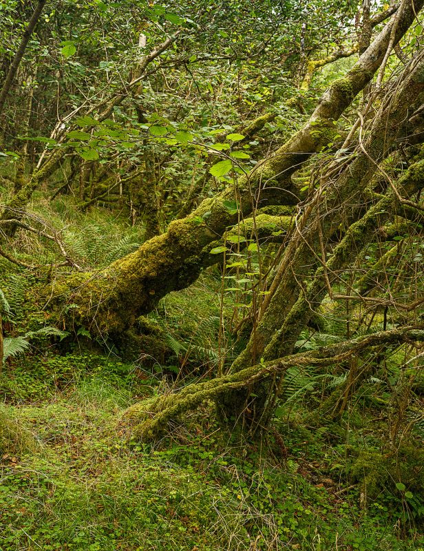 On L Bullachaun Wood 2