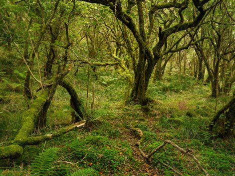 On L Bullachaun Wood 3