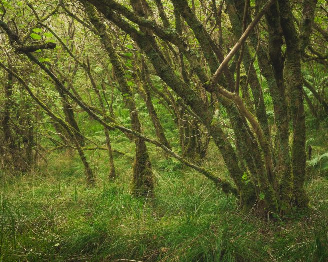 On L Bullachaun Wood 4