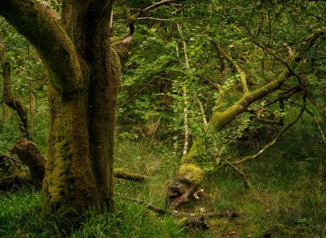 On L Bullachaun Wood 5