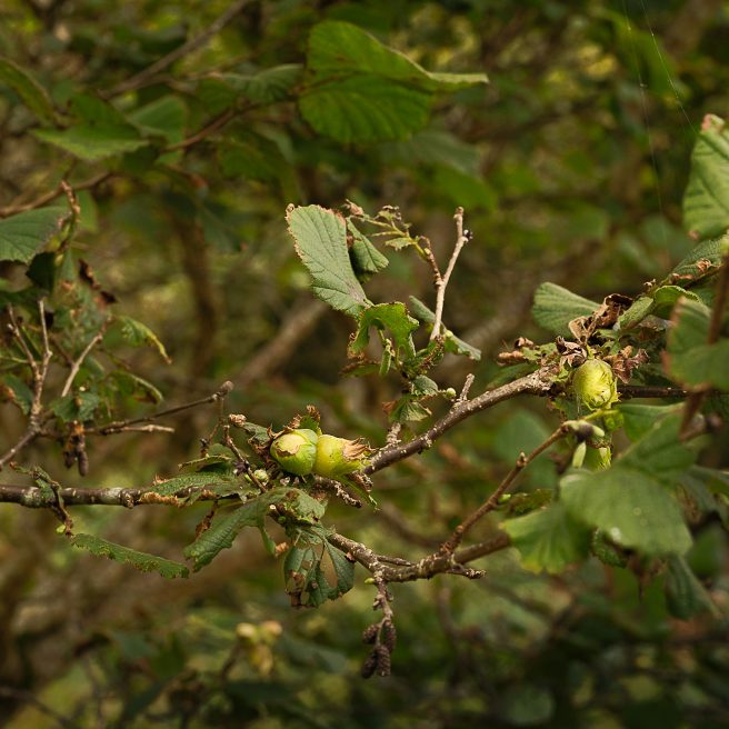 On L Bullachaun Wood 6