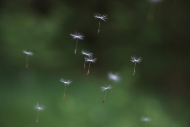 Scattered Geln Trool