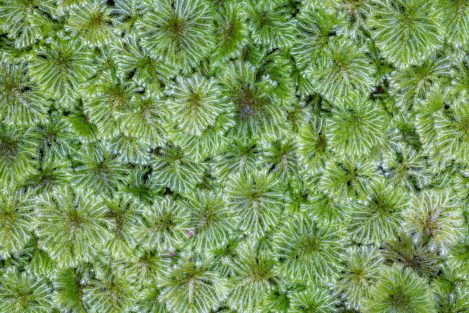 Tiny Branches